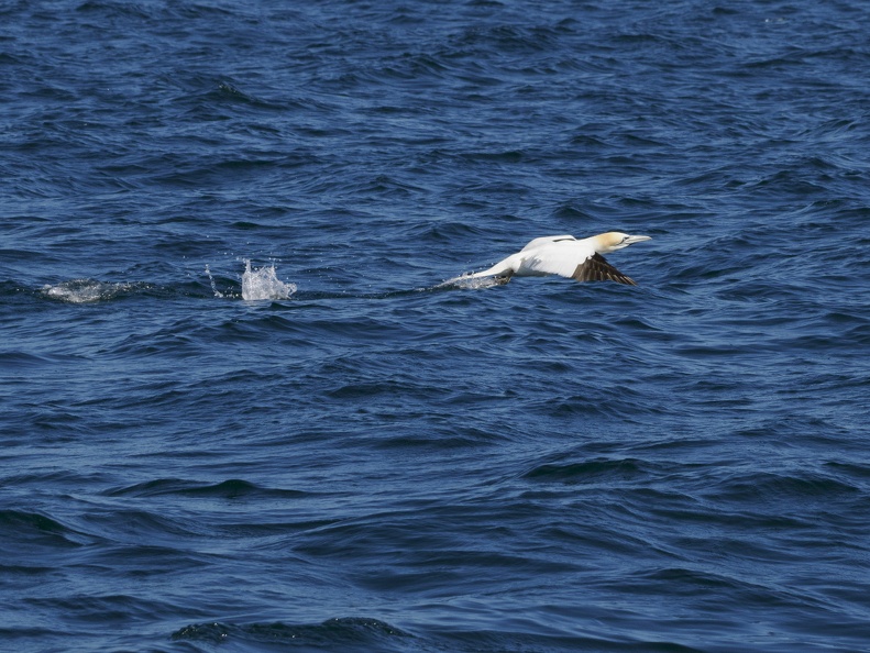 Sept-Iles  JC 20000.jpg