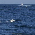 Sept-Iles  JC 20100