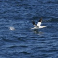 Sept-Iles  JC 20200