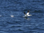 Sept-Iles  JC 20200