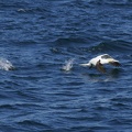 Sept-Iles  JC 20300
