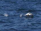 Sept-Iles  JC 20300