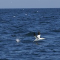 Sept-Iles  JC 20400