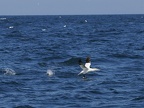 Sept-Iles  JC 20400