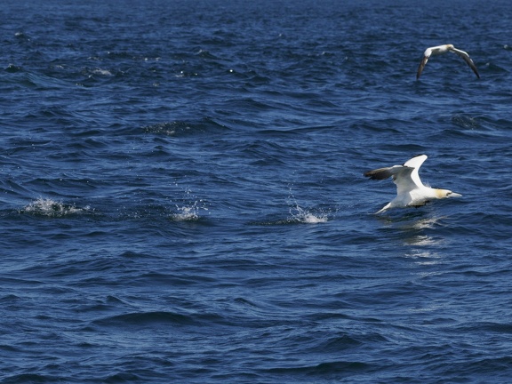 Sept-Iles  JC 20500