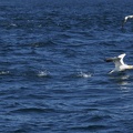Sept-Iles  JC 20500