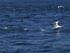 Sept-Iles  JC 20500